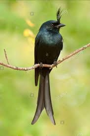 Inay hono aho mba&nbsp;vorona