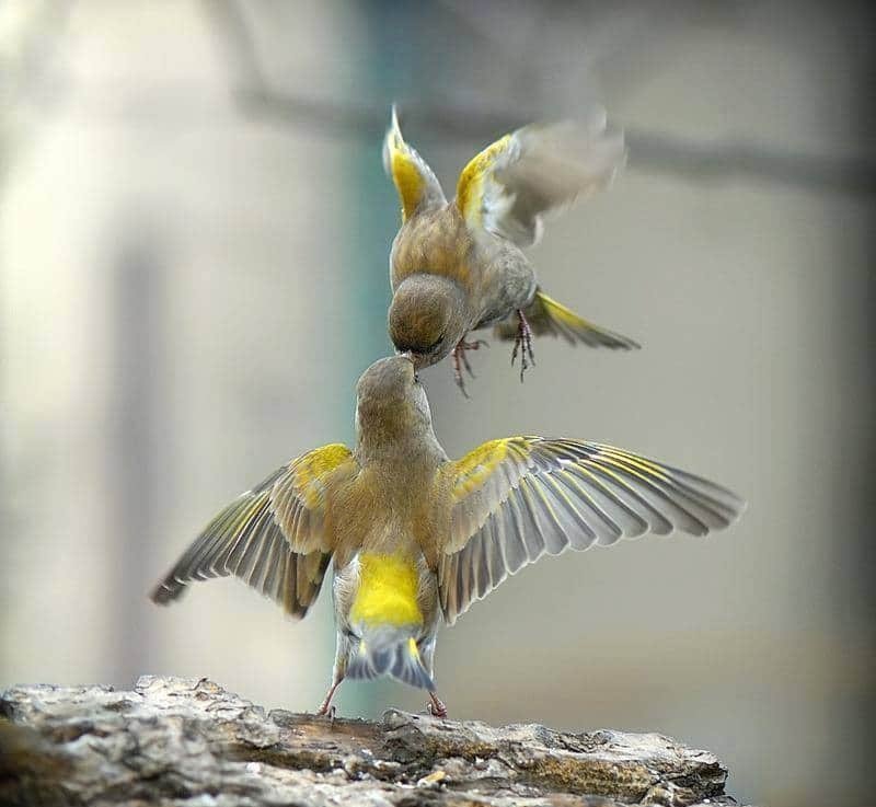 Ankafizo ny fiainana